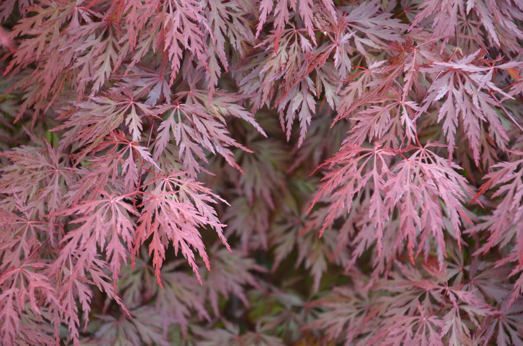 '- Acer palmatum 'Orangeola' Japanese Maple - Mr Maple │ Buy Japanese Maple Trees