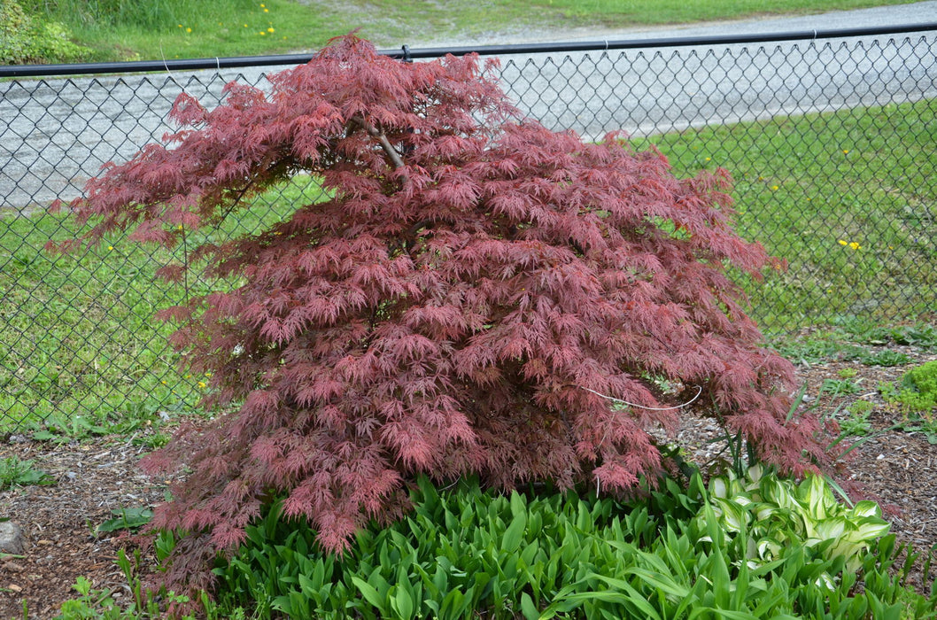 '- Acer palmatum 'Orangeola' Japanese Maple - Mr Maple │ Buy Japanese Maple Trees