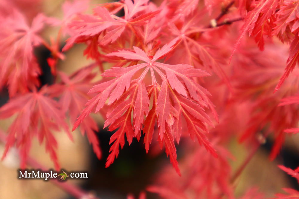 '- Acer palmatum 'Orangeola' Japanese Maple - Mr Maple │ Buy Japanese Maple Trees