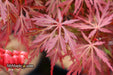 '- Acer palmatum 'Orangeola' Japanese Maple - Mr Maple │ Buy Japanese Maple Trees