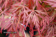 '- Acer palmatum 'Orangeola' Japanese Maple - Mr Maple │ Buy Japanese Maple Trees