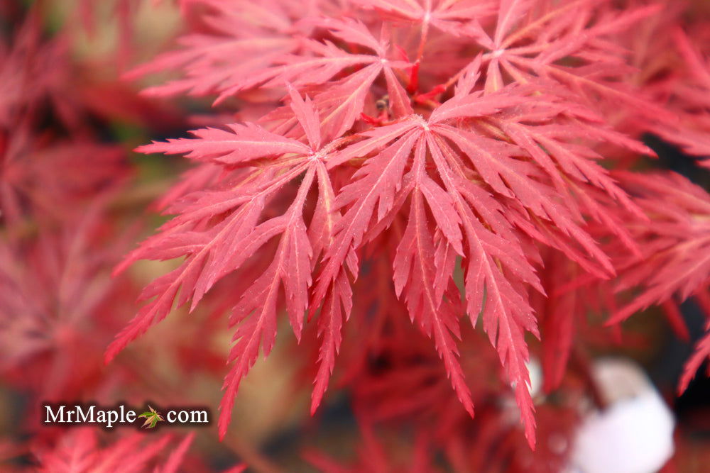 - Acer palmatum 'Orangeola' Japanese Maple - Mr Maple │ Buy Japanese Maple Trees