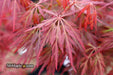 '- Acer palmatum 'Orangeola' Japanese Maple - Mr Maple │ Buy Japanese Maple Trees