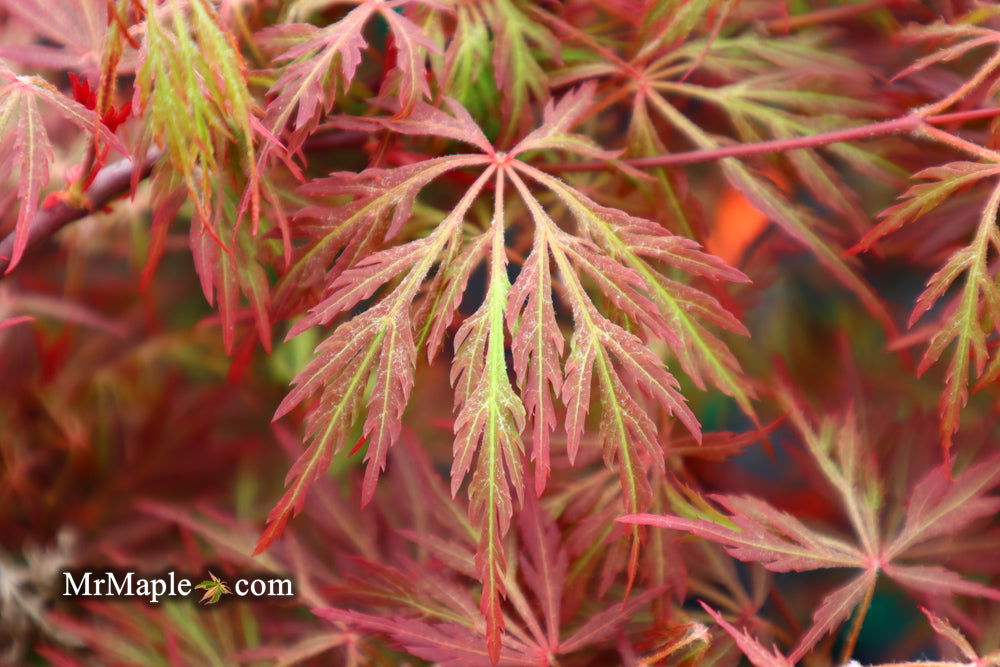 '- Acer palmatum 'Orangeola' Japanese Maple - Mr Maple │ Buy Japanese Maple Trees