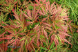 '- Acer palmatum 'Orangeola' Japanese Maple - Mr Maple │ Buy Japanese Maple Trees