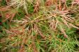 '- Acer palmatum 'Orangeola' Japanese Maple - Mr Maple │ Buy Japanese Maple Trees