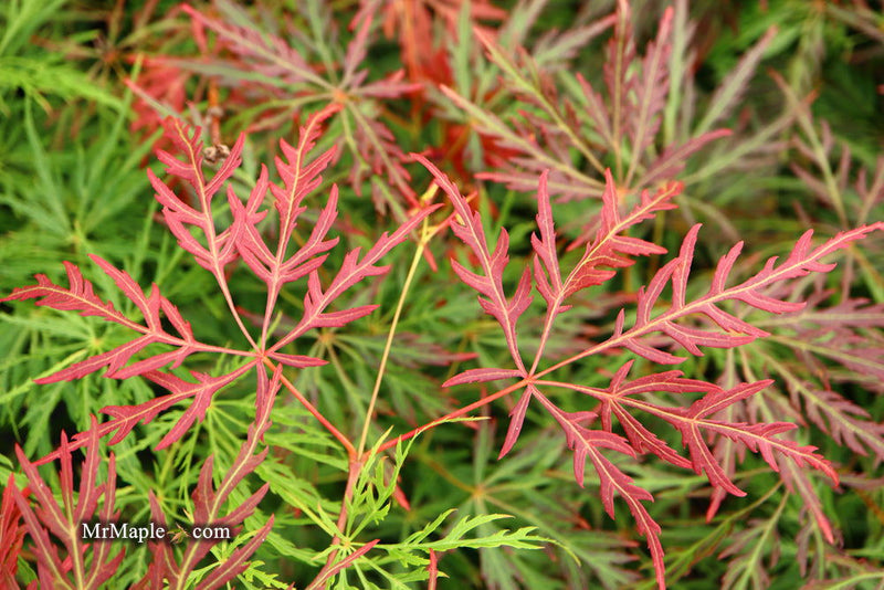 - Acer palmatum 'Orangeola' Japanese Maple - Mr Maple │ Buy Japanese Maple Trees