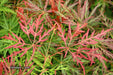 '- Acer palmatum 'Orangeola' Japanese Maple - Mr Maple │ Buy Japanese Maple Trees