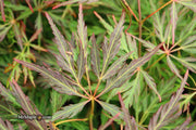 - Acer palmatum 'Orangeola' Japanese Maple - Mr Maple │ Buy Japanese Maple Trees