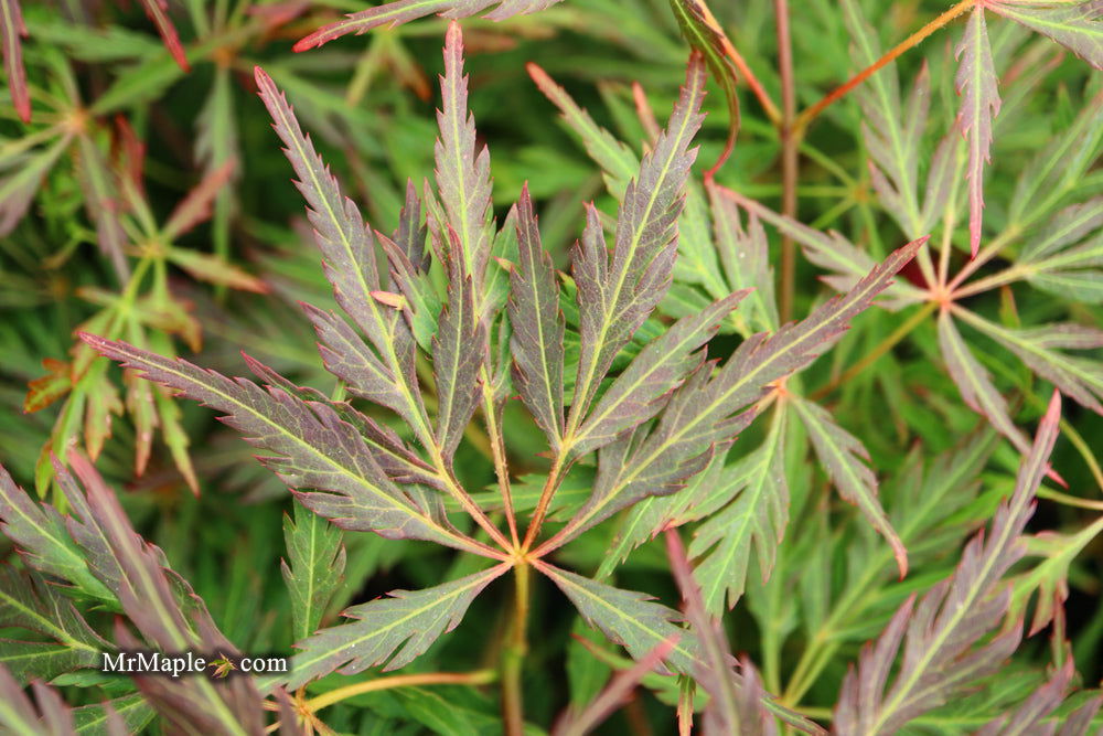 '- Acer palmatum 'Orangeola' Japanese Maple - Mr Maple │ Buy Japanese Maple Trees