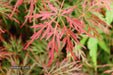 '- Acer palmatum 'Orangeola' Japanese Maple - Mr Maple │ Buy Japanese Maple Trees