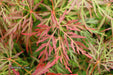 '- Acer palmatum 'Orangeola' Japanese Maple - Mr Maple │ Buy Japanese Maple Trees