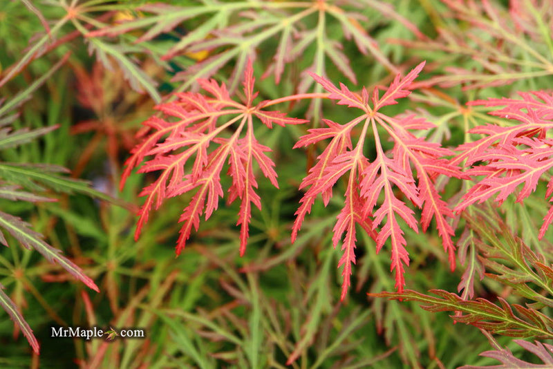 - Acer palmatum 'Orangeola' Japanese Maple - Mr Maple │ Buy Japanese Maple Trees