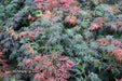 '- Acer palmatum 'Orangeola' Japanese Maple - Mr Maple │ Buy Japanese Maple Trees