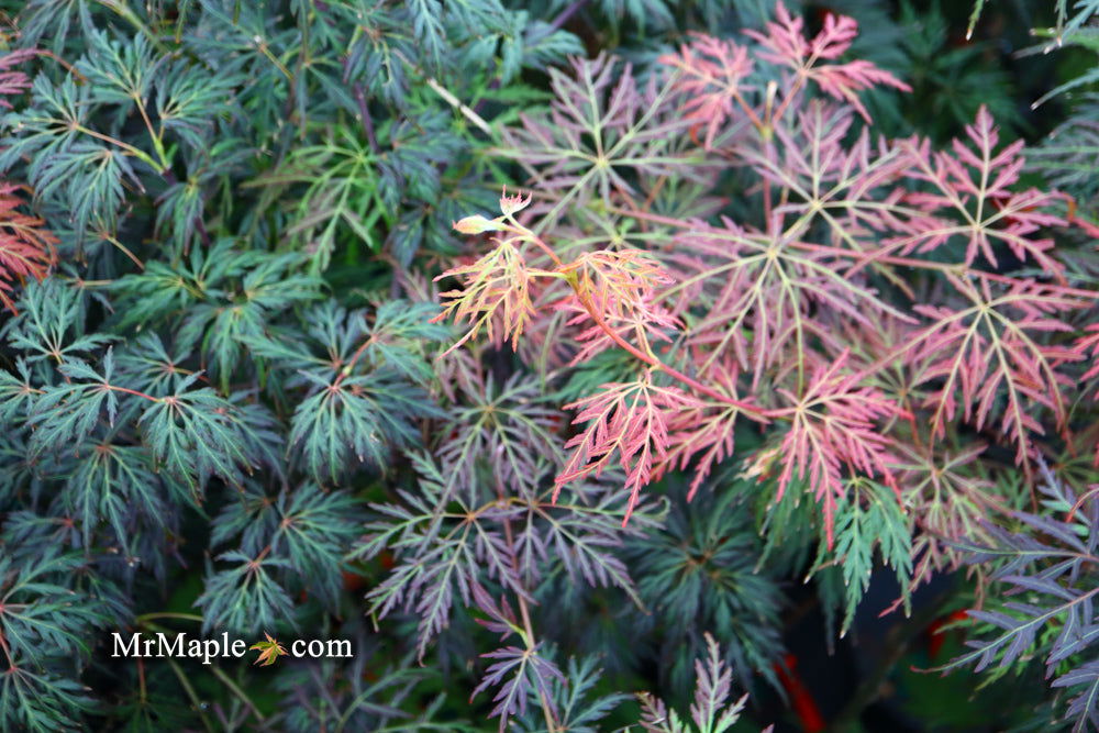 '- Acer palmatum 'Orangeola' Japanese Maple - Mr Maple │ Buy Japanese Maple Trees