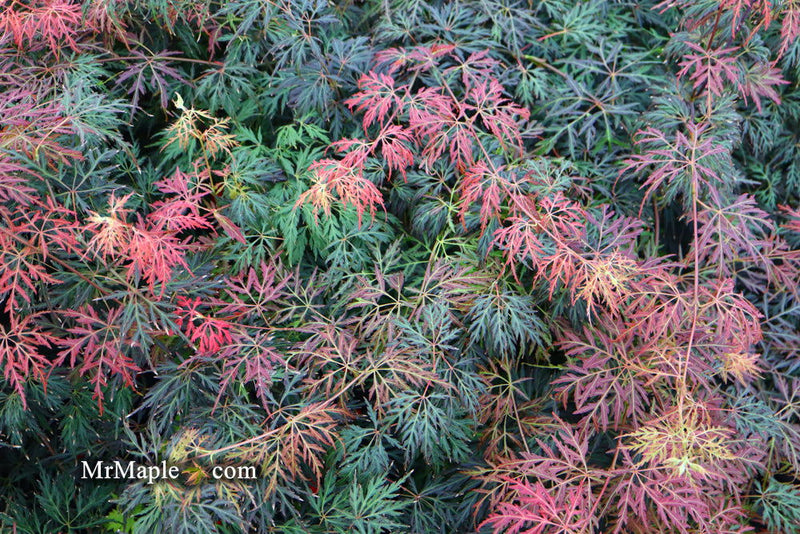 - Acer palmatum 'Orangeola' Japanese Maple - Mr Maple │ Buy Japanese Maple Trees