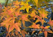 - Acer palmatum 'Oranges and Lemons' Japanese Maple - Mr Maple │ Buy Japanese Maple Trees