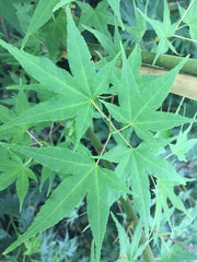 - Acer palmatum 'Oranges and Lemons' Japanese Maple - Mr Maple │ Buy Japanese Maple Trees