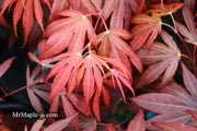 - Acer palmatum 'Oregon Sunset' Japanese Maple - Mr Maple │ Buy Japanese Maple Trees