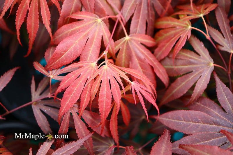 - Acer palmatum 'Oregon Sunset' Japanese Maple - Mr Maple │ Buy Japanese Maple Trees