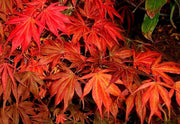 - Acer palmatum 'Oregon Sunset' Japanese Maple - Mr Maple │ Buy Japanese Maple Trees