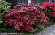 - Acer palmatum 'Oregon Sunset' Japanese Maple - Mr Maple │ Buy Japanese Maple Trees