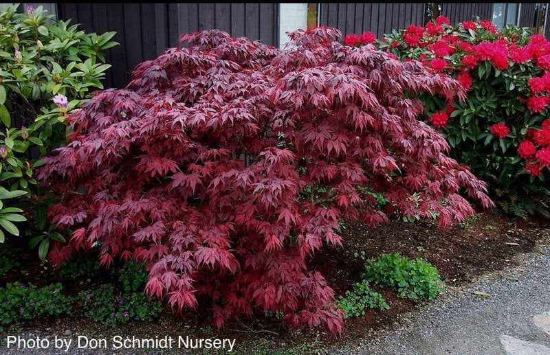 - Acer palmatum 'Oregon Sunset' Japanese Maple - Mr Maple │ Buy Japanese Maple Trees