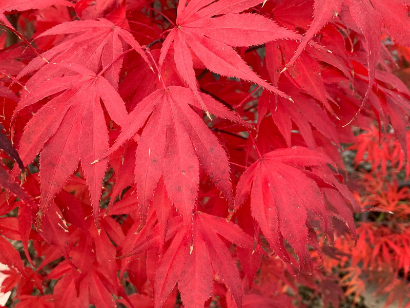 - Acer palmatum 'Oregon Sunset' Japanese Maple - Mr Maple │ Buy Japanese Maple Trees