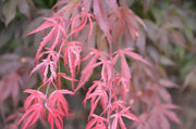 - Acer palmatum 'Oregon Sunset' Japanese Maple - Mr Maple │ Buy Japanese Maple Trees