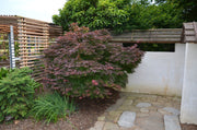 - Acer palmatum 'Oregon Sunset' Japanese Maple - Mr Maple │ Buy Japanese Maple Trees