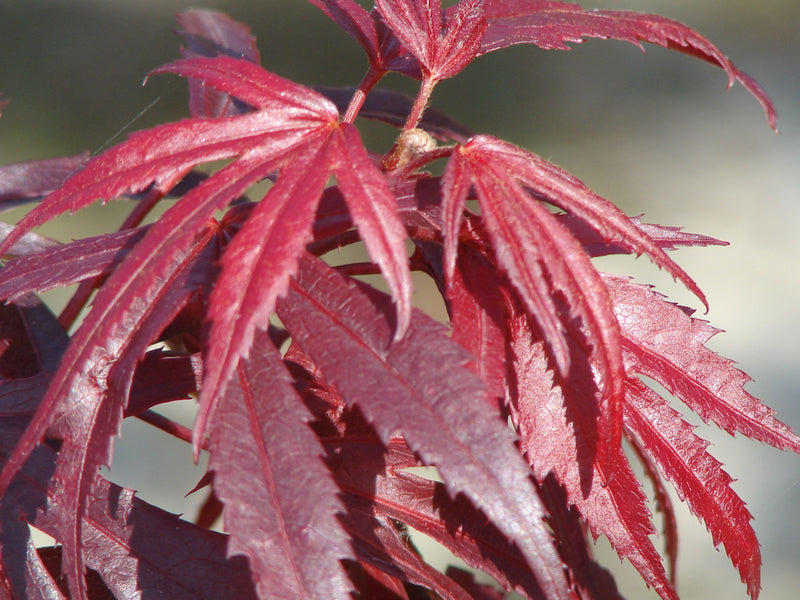 - Acer palmatum 'Oregon Sunset' Japanese Maple - Mr Maple │ Buy Japanese Maple Trees