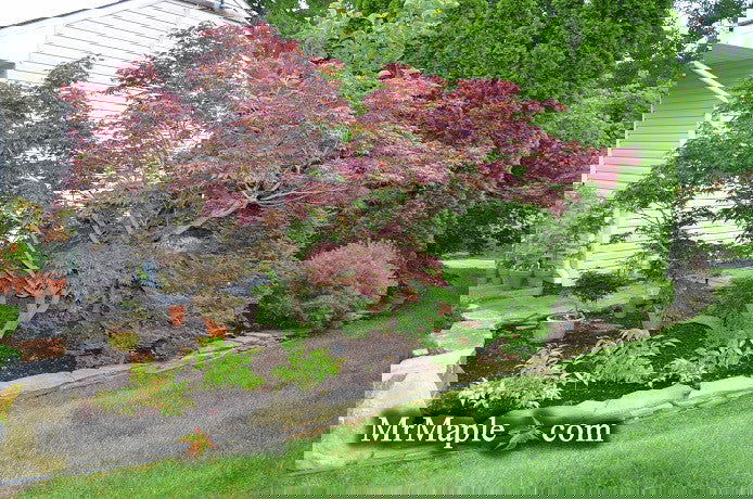- Acer palmatum 'Oregon Sunset' Japanese Maple - Mr Maple │ Buy Japanese Maple Trees