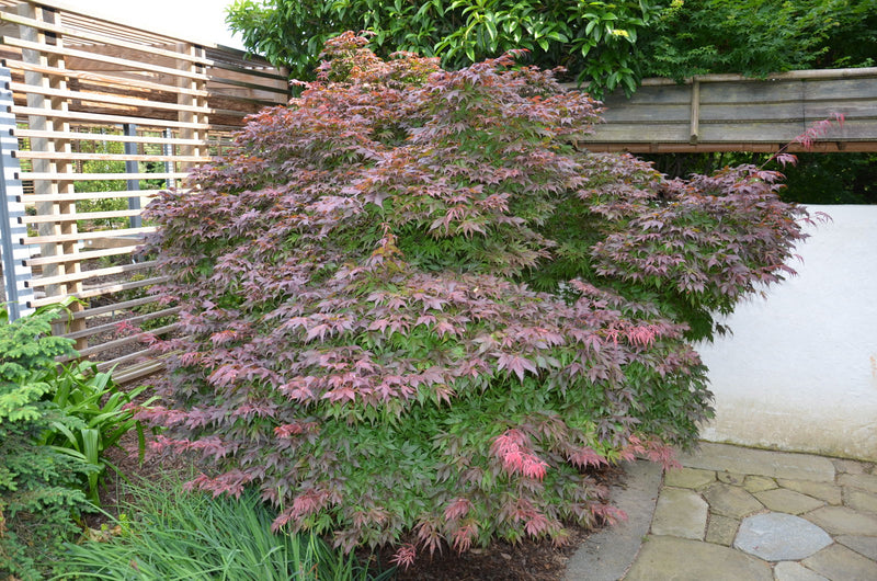 - Acer palmatum 'Oregon Sunset' Japanese Maple - Mr Maple │ Buy Japanese Maple Trees