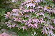 - Acer palmatum 'Oregon Sunset' Japanese Maple - Mr Maple │ Buy Japanese Maple Trees