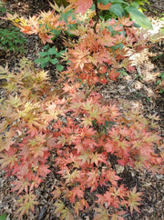 - Acer palmatum 'Oregon Sunset' Japanese Maple - Mr Maple │ Buy Japanese Maple Trees