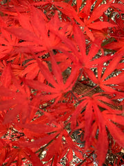 - Acer palmatum 'Oregon Sunset' Japanese Maple - Mr Maple │ Buy Japanese Maple Trees