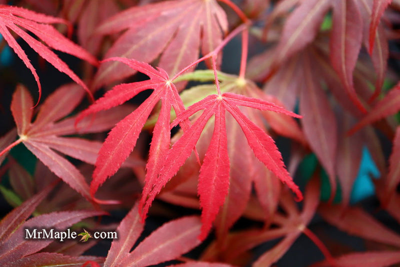 - Acer palmatum 'Oregon Sunset' Japanese Maple - Mr Maple │ Buy Japanese Maple Trees