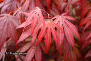 - Acer palmatum 'Oregon Sunset' Japanese Maple - Mr Maple │ Buy Japanese Maple Trees
