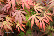 - Acer palmatum 'Oregon Sunset' Japanese Maple - Mr Maple │ Buy Japanese Maple Trees