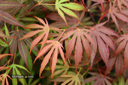 - Acer palmatum 'Oregon Sunset' Japanese Maple - Mr Maple │ Buy Japanese Maple Trees