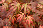 - Acer palmatum 'Oregon Sunset' Japanese Maple - Mr Maple │ Buy Japanese Maple Trees
