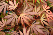 - Acer palmatum 'Oregon Sunset' Japanese Maple - Mr Maple │ Buy Japanese Maple Trees