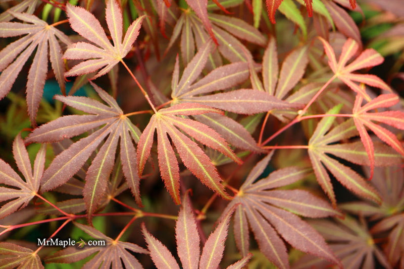 - Acer palmatum 'Oregon Sunset' Japanese Maple - Mr Maple │ Buy Japanese Maple Trees