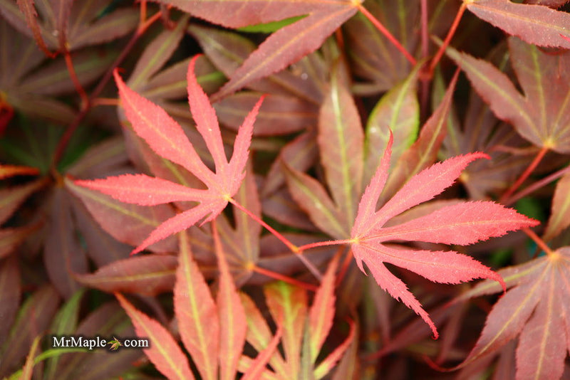 - Acer palmatum 'Oregon Sunset' Japanese Maple - Mr Maple │ Buy Japanese Maple Trees