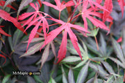 - Acer palmatum 'Oregon Sunset' Japanese Maple - Mr Maple │ Buy Japanese Maple Trees