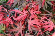 - Acer palmatum 'Oregon Sunset' Japanese Maple - Mr Maple │ Buy Japanese Maple Trees