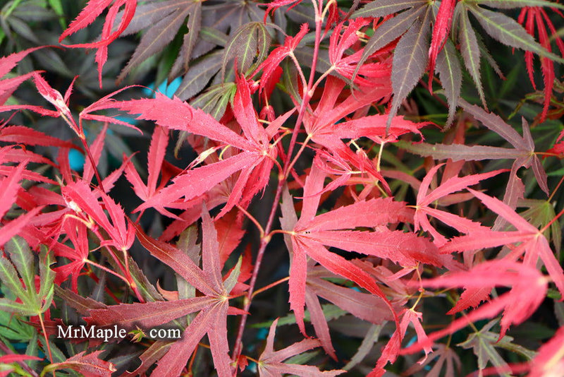 - Acer palmatum 'Oregon Sunset' Japanese Maple - Mr Maple │ Buy Japanese Maple Trees