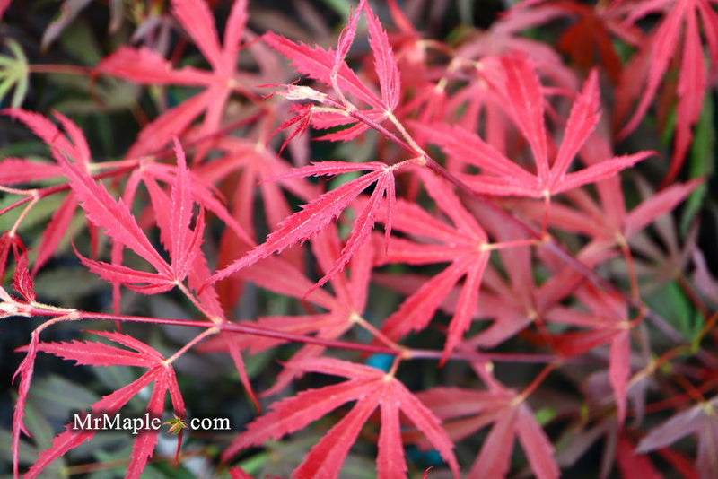 - Acer palmatum 'Oregon Sunset' Japanese Maple - Mr Maple │ Buy Japanese Maple Trees