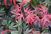 - Acer palmatum 'Oregon Sunset' Japanese Maple - Mr Maple │ Buy Japanese Maple Trees