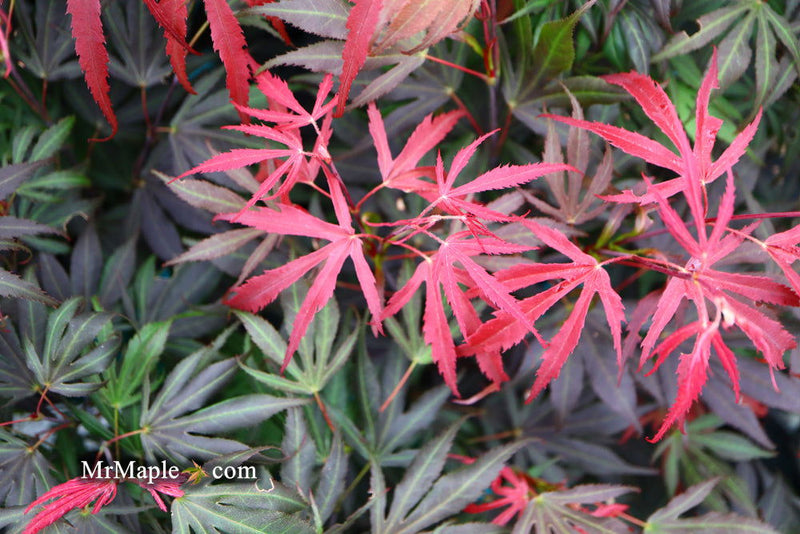 - Acer palmatum 'Oregon Sunset' Japanese Maple - Mr Maple │ Buy Japanese Maple Trees